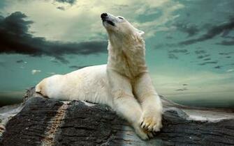 Lazy Polar Bear HD Wallpaper