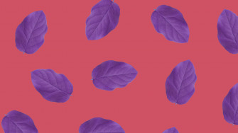 Top Minimalist Plant Wallpaper Full HD 4k To Use