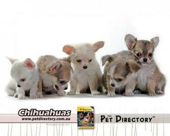Teacup Chihuahua And Pomeranian Mix Puppies Cheap