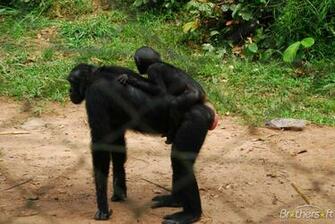 Monkey Pg Screensaver