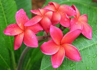 Wallpaper Pink Plumeria Flower Xp Yellow