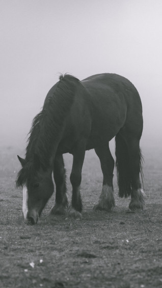 Horse In Fog Wallpaper iPhone Android Desktop Background
