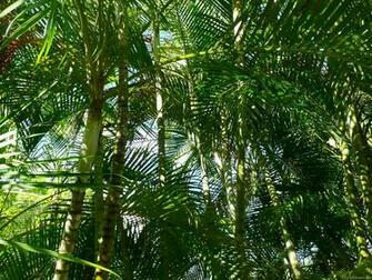 Related Pictures Palm Trees Tropical Wallpaper Border Inc