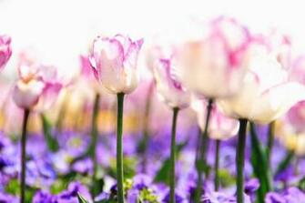 White Purple Violet Plants Nature Meadow Light Spring Wallpaper