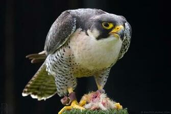 Peregrine Falcon Wallpaperthe Today Stuff