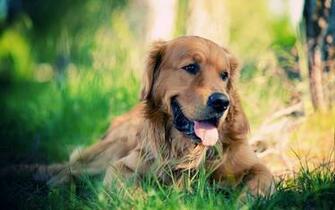 Golden Retriever Wallpaper