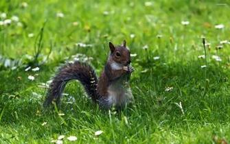Squirrel Wallpaper