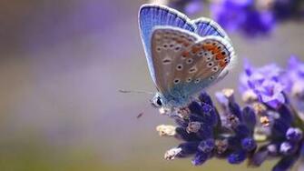 Background Spring Wallpaper Top Best HD For Desktop