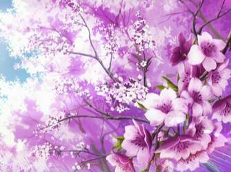 Sakura Flower Wallpaper HD Japan