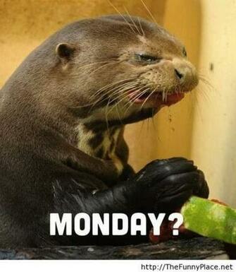 Monday Again Funny Wallpaper With An Animal Pictures