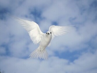 Picturespool Beautiful Birds Wallpaper