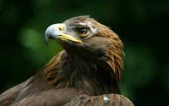 Pics Photos Bird Of Prey