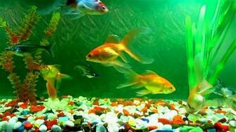 Fish Aquarium A Good Remedial Measure For Vastu Defect