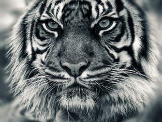White Tiger Wallpaper Of Strong HD