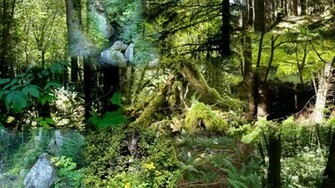 Pacific Northwest Forests Wallpaper