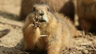 Groundhog Day HD Wallpaper Happy