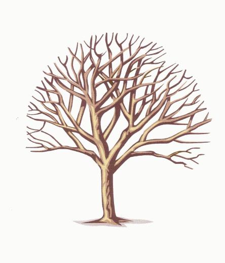 Tree Branches Wallpaper Cool HD