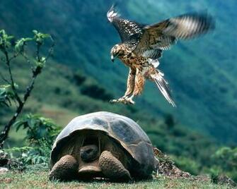Tortoise Wallpaper Giant Tortoises HD For