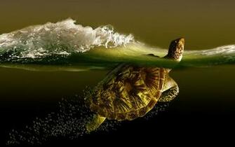 Turtle Sea Wave Turtles Ocean Waves Bubbles Underwater Wallpaper