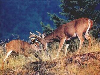 Monster Whitetail Deer Buck Wallpaper