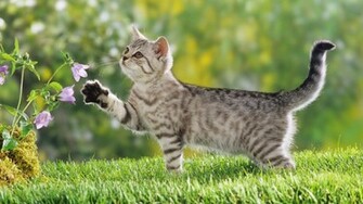 The Cat Also Known As Domestic Or Housecat Is Currently