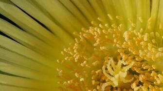 Flowers Wallpaper Flower Yellow Background