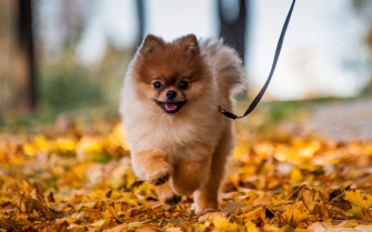 Cool Pomeranian Wallpaper