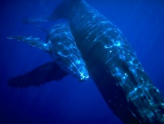 My Wallpaper Nature Mother Whale