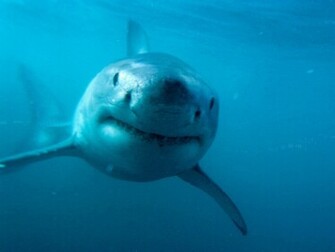 Apple Mac Desktop Wallpaper HD Great White Shark Creapy Animals