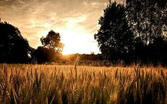 Country Summer Photography