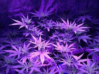 Purple Kush Wallpaper
