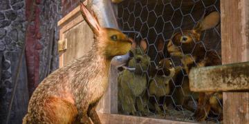Watership Down The Raid Tv Episode