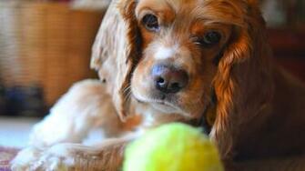 Cocker Spaniel
