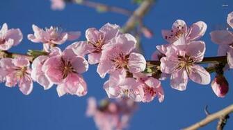 Peach Blossoms Wallpaper Flower