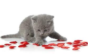 Caturday With These Valentine S Day Kittens Cats Vs Cancer