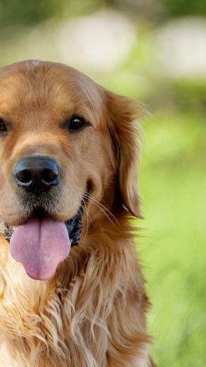 Golden Retriever Wallpaper iPhone Ecopetit Cat