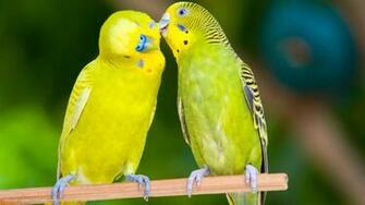 Budgie Two Budgies Love Bird Parrots HD Widescreen Wallpaper