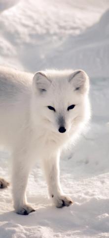 Best Pets Animals iPhone X Wallpaper HD
