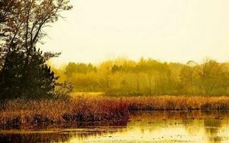 Swamp Wallpaper
