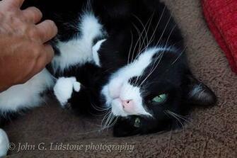 Tomcat Inviting Tickle Tum With Image Cat Wallpaper Cats