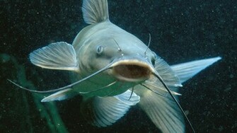 Catfish Face Wallpaper