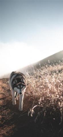 Best Wolf iPhone HD Wallpaper