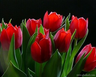 Red Rose Love Wallpaper E Entertainment