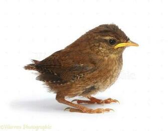 Juvenile Wren Photo Wp26069