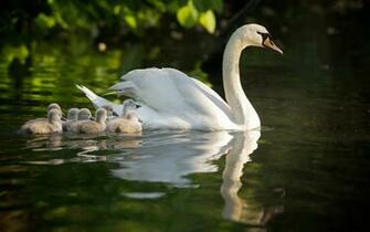 Swan HD Wallpaper