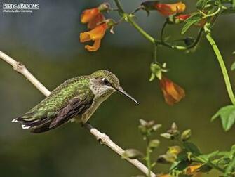 Birds And Blooms Image Of Pics