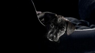 Black Labrador Puppy Wallpaper Cute 3d For Desktop