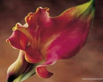 Red Calla Lily Is A Great Wallpaper For Your Computer Desktop And