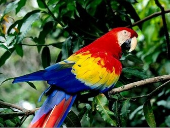 Nature Parrot Wallpaper HD