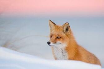 Fox Computer Wallpaper Desktop Background